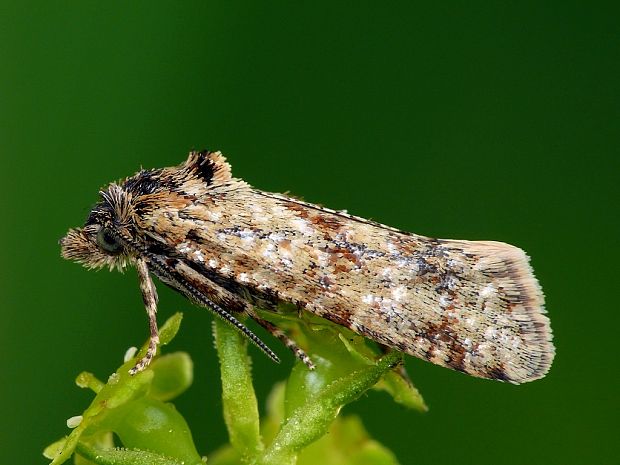 zvinúvač škvrnkatý (sk) / obalečík řebříčkový (cz) Aethes margarotana Duponchel, 1836