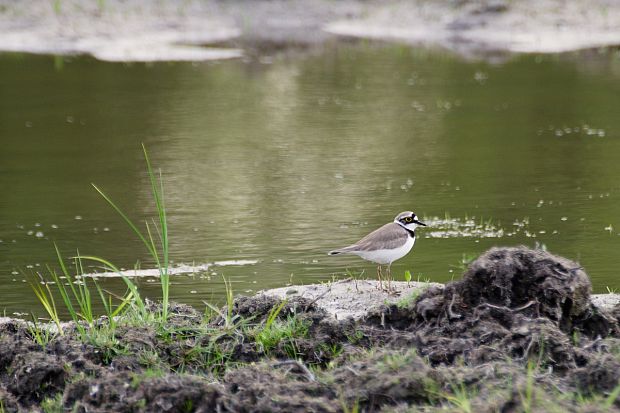 kulík riečny Charadrius dubius