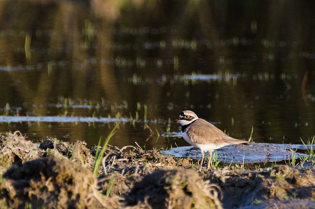 kulík riečny Charadrius dubius