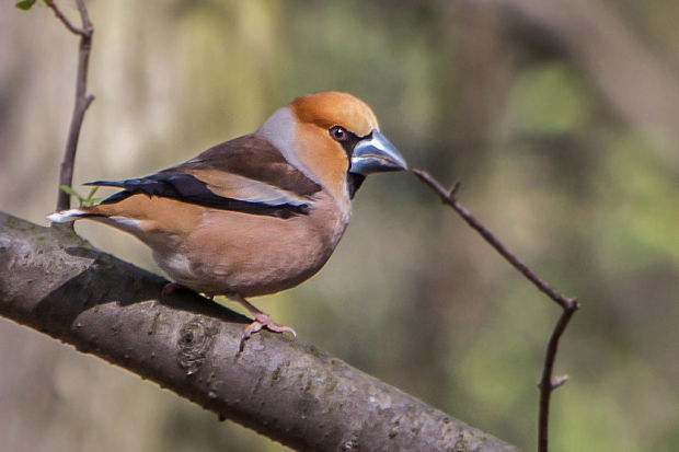 glezg hrubozobý / glezg obyčajný  Coccothraustes coccothraustes