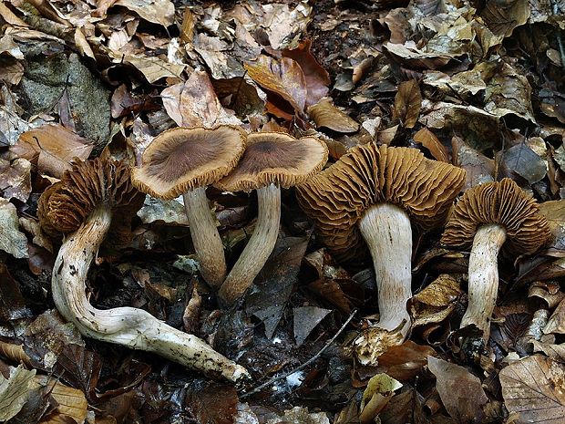 pavučinovec tmavochlpatý Cortinarius panellus Soop