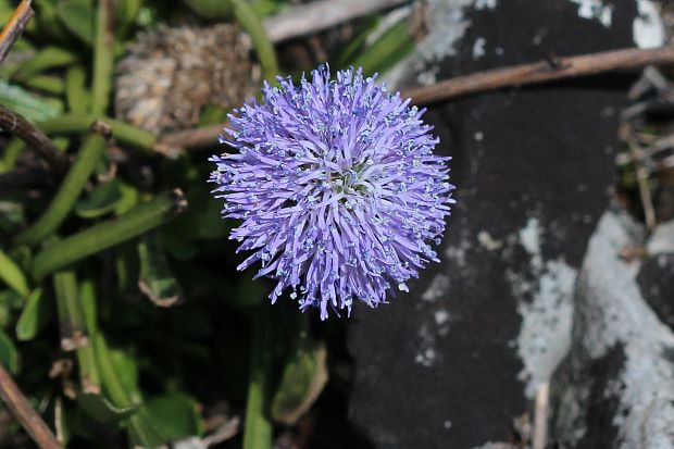 guľôčka bodkovaná Globularia punctata Lapeyr.