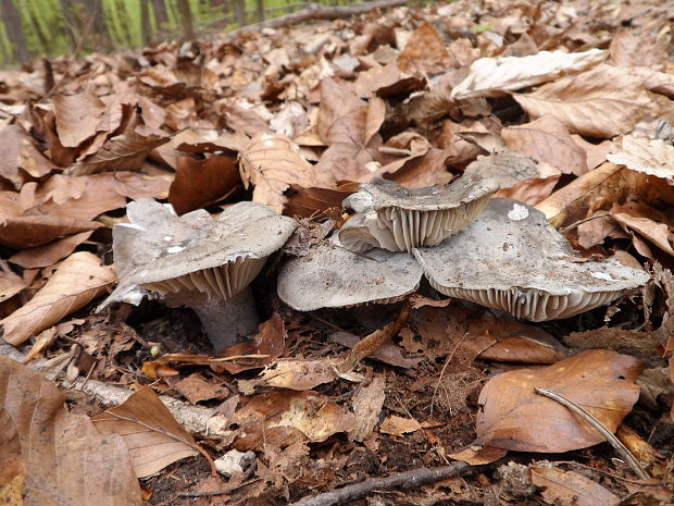 šťavnačka marcová Hygrophorus marzuolus (Fr.) Bres.