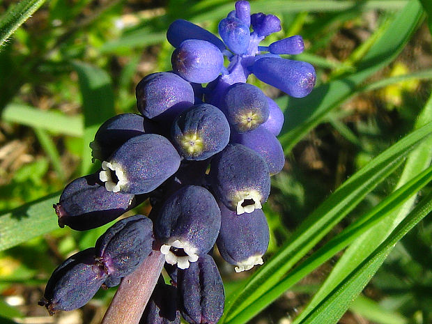 modrica nebadaná Muscari neglectum Guss. ex Ten.