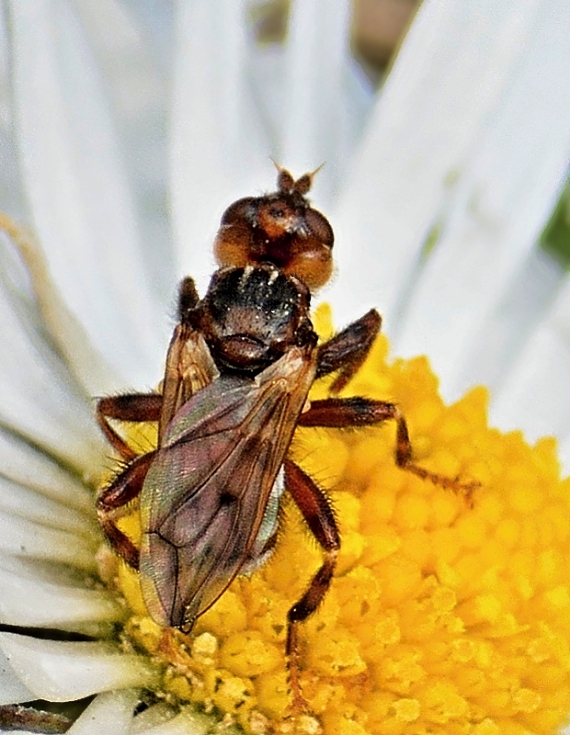 okanka Myopa tesselatipennis cf.