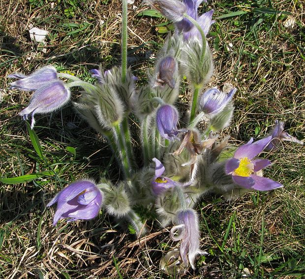 poniklec Pulsatilla sp.