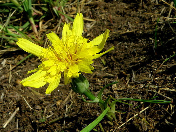 hadomor rakúsky Scorzonera austriaca Willd.