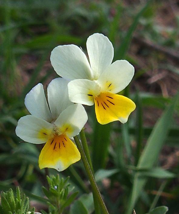 fialka roľná Viola arvensis Murray