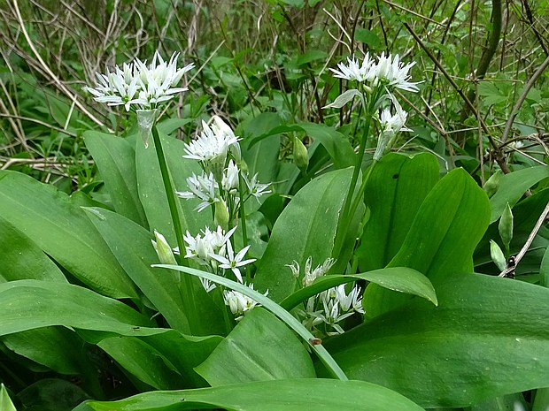 cesnak medvedí Allium ursinum L.