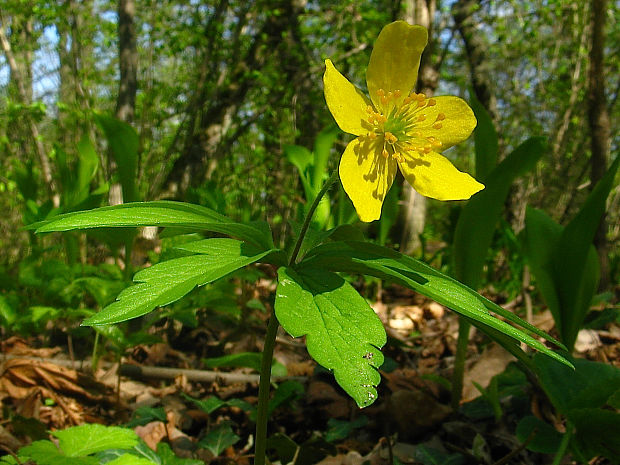 veternica iskerníkovitá Anemone ranunculoides L.