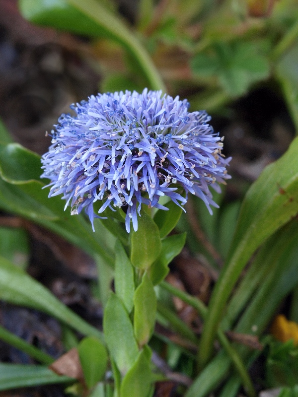 guľôčka bodkovaná Globularia punctata Lapeyr.