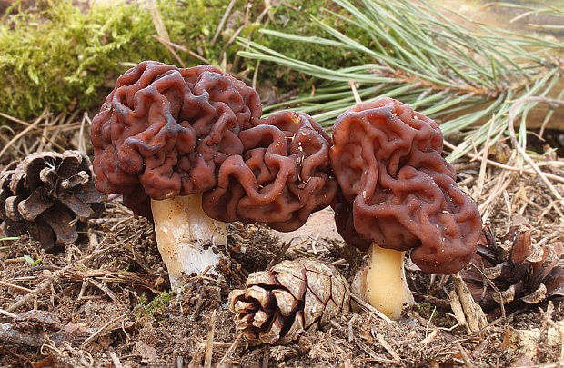 ušiak obyčajný Gyromitra esculenta (Pers.) Fr.