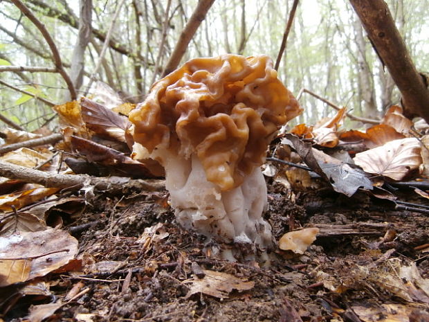 ušiak obrovský Gyromitra gigas (Krombh.) Cooke