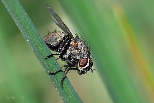 kvetárka Hydrophoria lancifer (cf.)