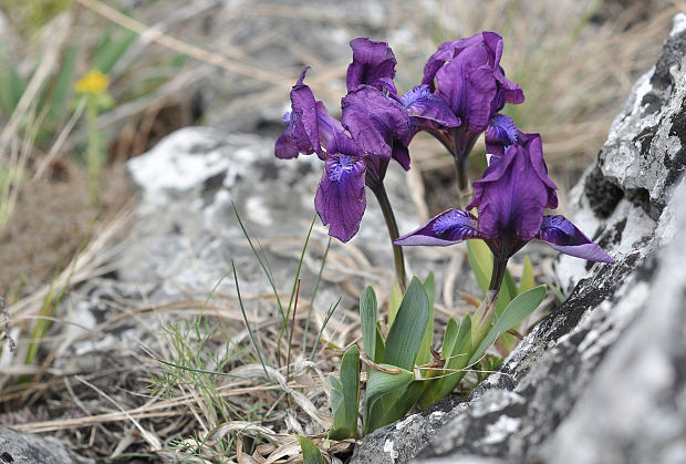 kosatec nízky Iris pumila L.