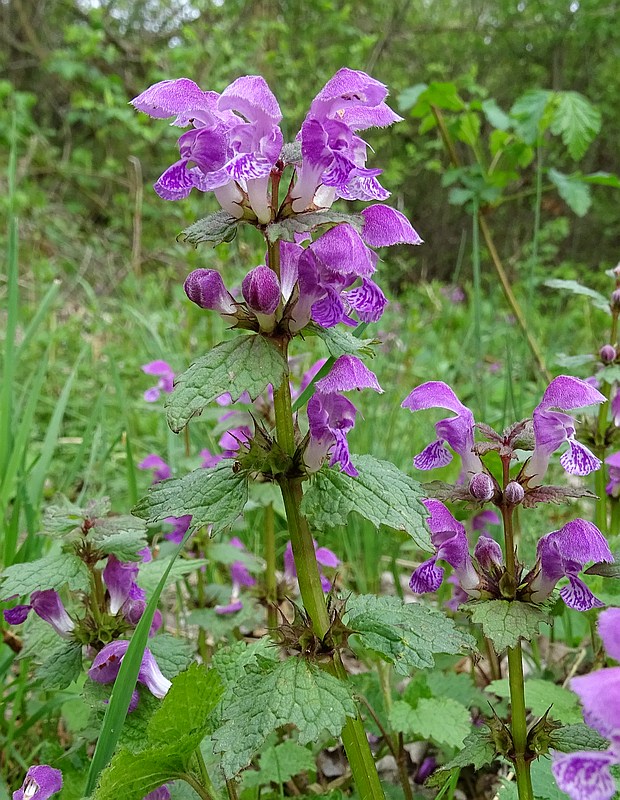 hluchavka škvrnitá Lamium maculatum L.