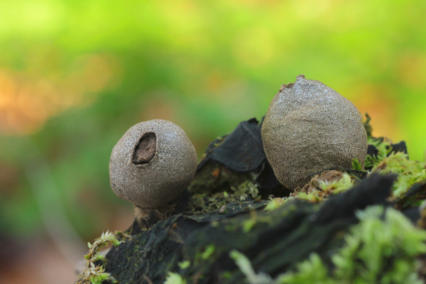 prášnica hruškovitá Lycoperdon pyriforme Schaeff.