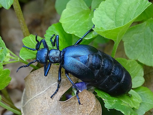 májka fialová Meloe violaceus