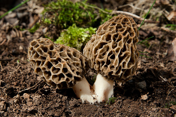 smrčok jedlý Morchella esculenta (L.) Pers.