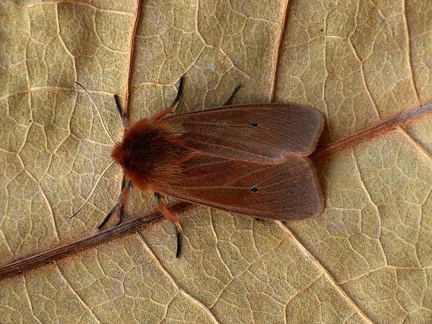 spriadač štiavcový (sk) / přástevník šťovíkový (cz) Phragmatobia fuliginosa Linnaeus,1758