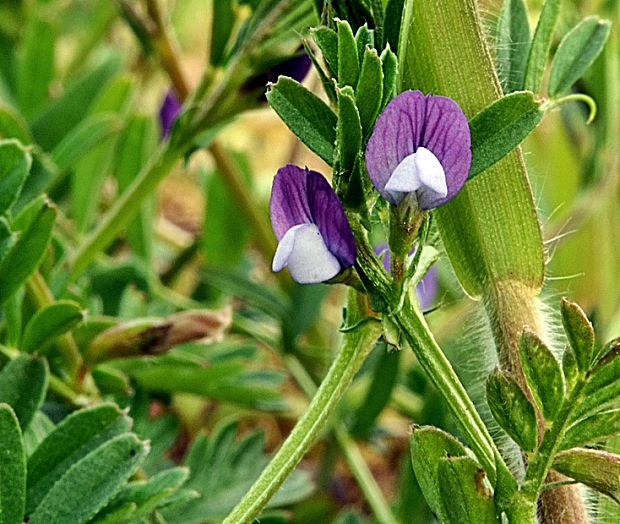 vika hrachorovitá Vicia lathyroides L.