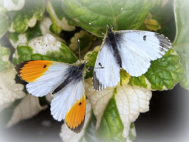 mlynárik žeruchový  Anthocharis cardamines