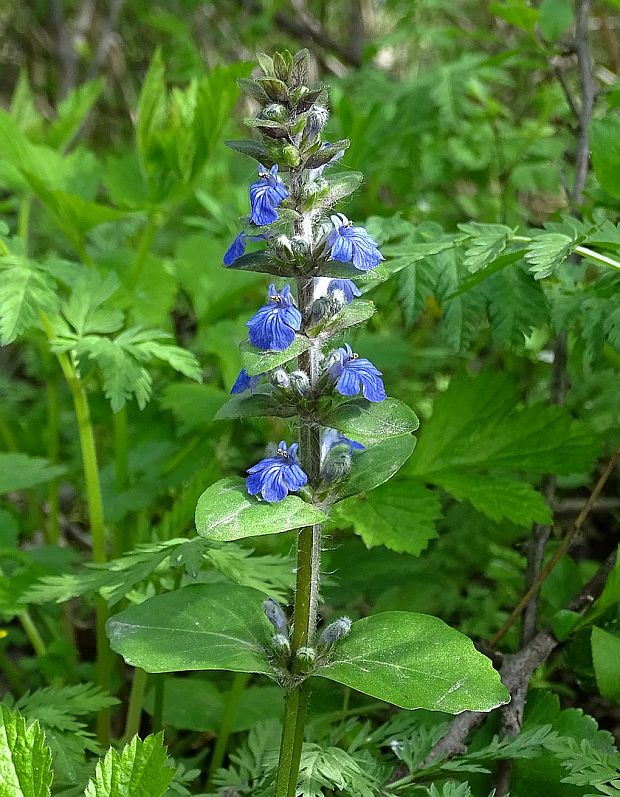 zbehovec plazivý Ajuga reptans L.