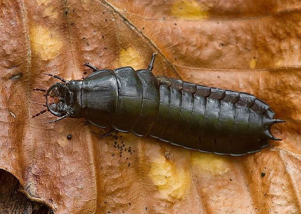 bystruška - larva Carabus sp.