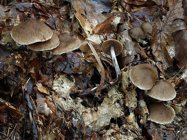 pavučinovec nevoňavý malý Cortinarius inolens var. parvinolens Bidaud & Carteret