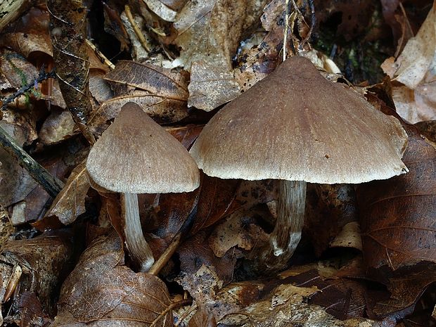 pavučinovec nevoňavý malý Cortinarius inolens var. parvinolens Bidaud & Carteret