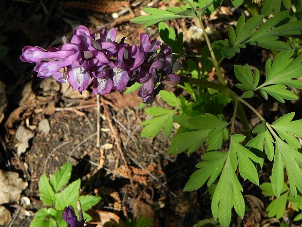 chochlačka dutá Corydalis cava (L.) Schweigg. et Körte