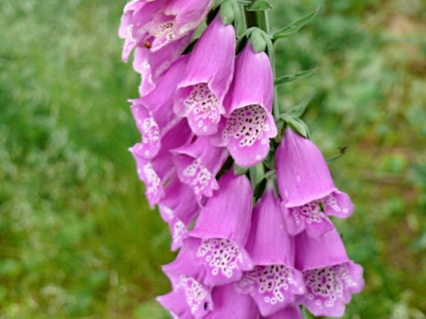 náprstník červený Digitalis purpurea L.