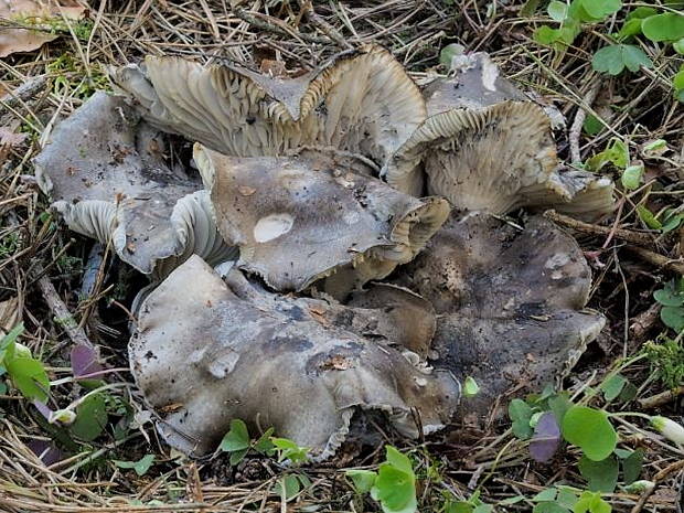 šťavnačka marcová Hygrophorus marzuolus (Fr.) Bres.