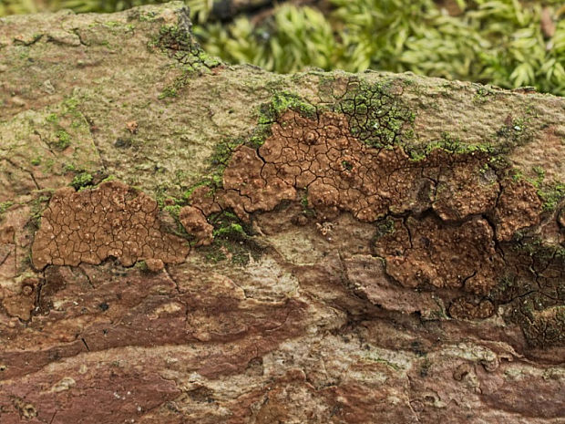 kožnačka javorová Hymenochaete carpatica Pilát