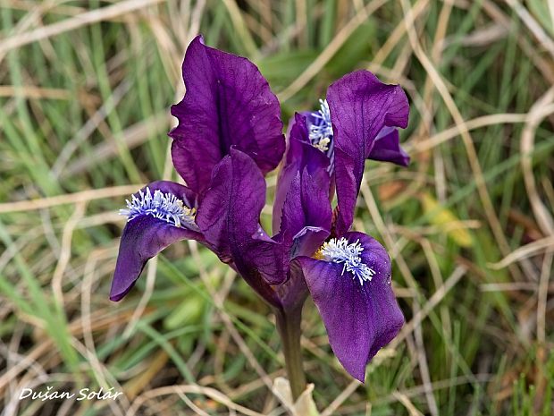 kosatec nízky Iris pumila L.