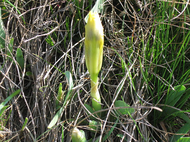 kosatec nízky Iris pumila L.