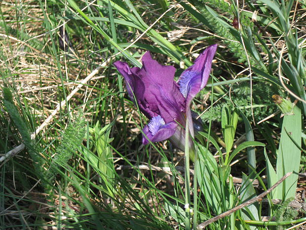 kosatec nízky Iris pumila L.