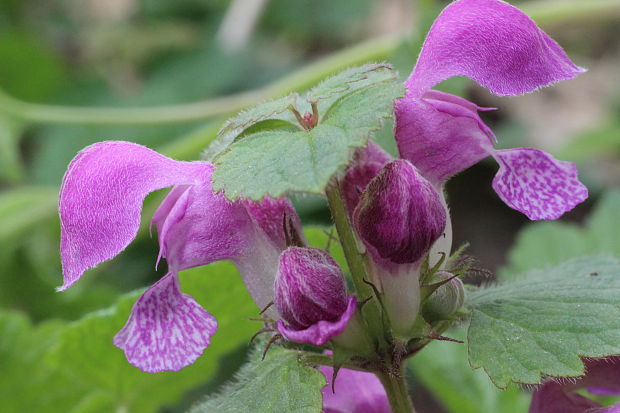 hluchavka škvrnitá Lamium maculatum L.