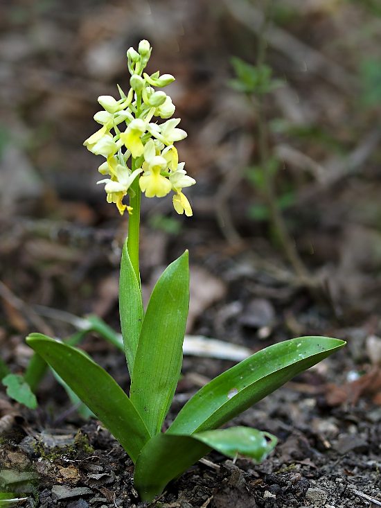 vstavač bledý Orchis pallens L.