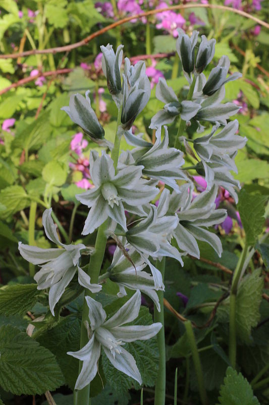 bledavka boucheova Ornithogalum boucheanum (Kunth) Asch.