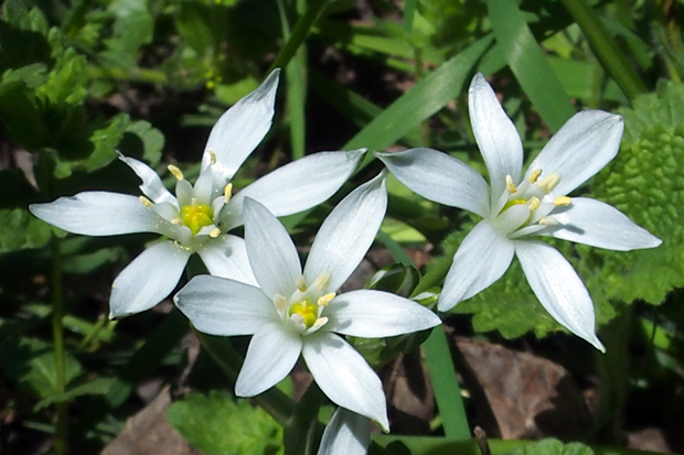 bledavka okolíkatá Ornithogalum umbellatum L