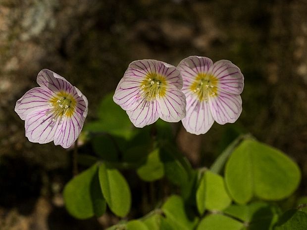 kyslička obyčajná Oxalis acetosella L.