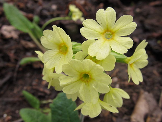 prvosienka vyššia Primula elatior (L.) L.