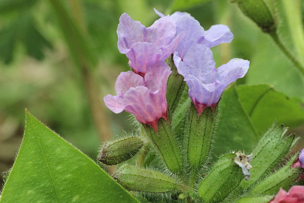 pľúcnik lekársky Pulmonaria officinalis L.