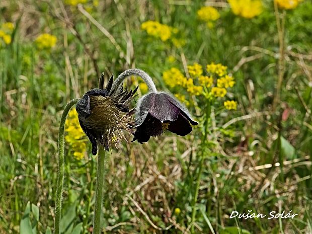 poniklec lúčny český Pulsatilla pratensis subsp. bohemica Skalický