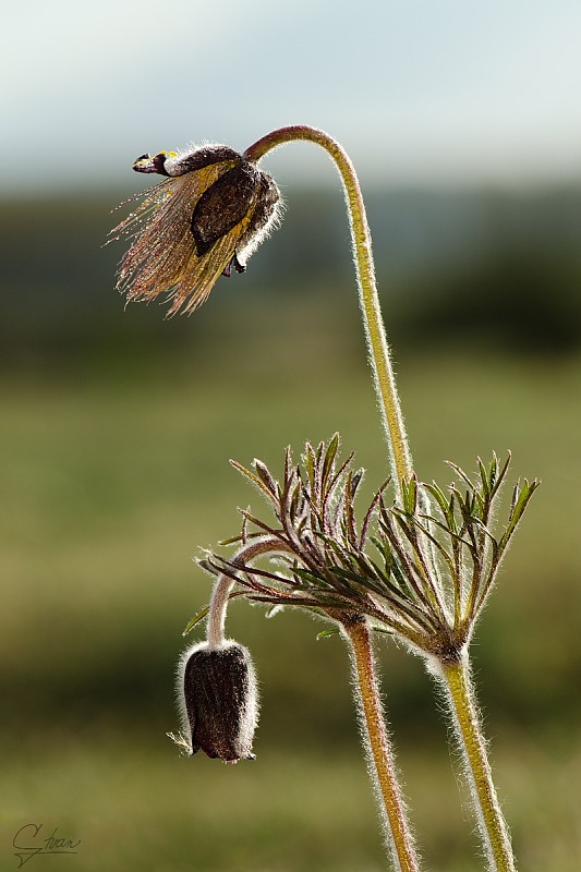 poniklec lúčny český Pulsatilla pratensis subsp. bohemica Skalický