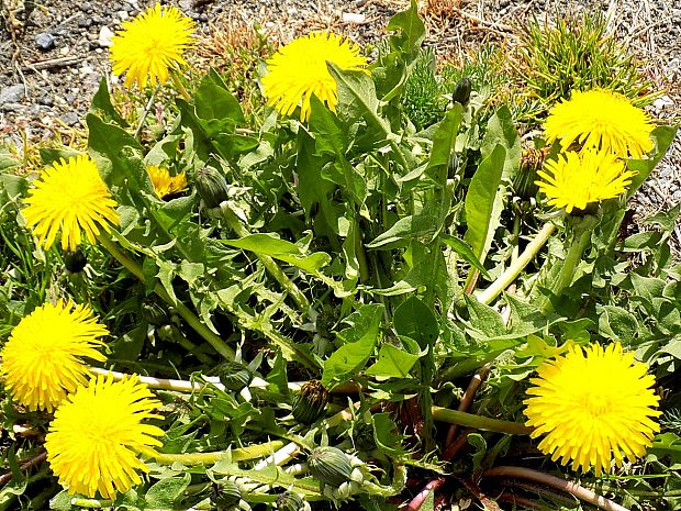 púpava lekárska Taraxacum officinale (L.) Weber ex F.H.Wigg