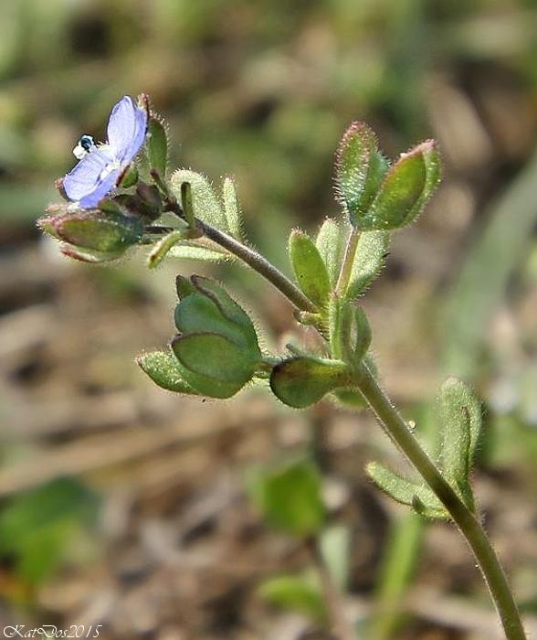 veronika trojúkrojková Veronica triphyllos L.