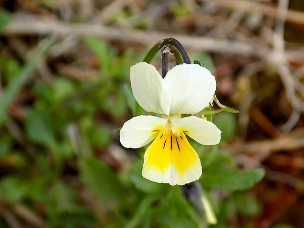 fialka roľná Viola arvensis Murray