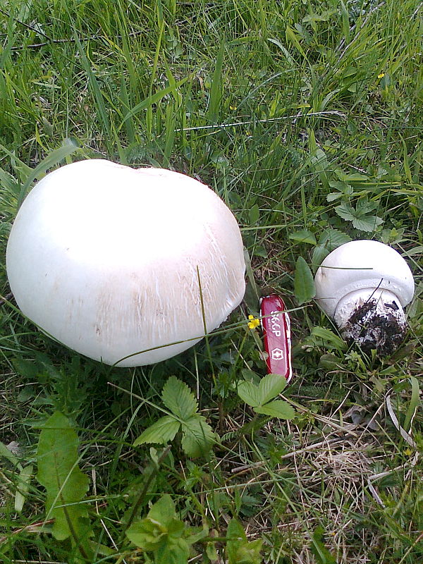 pečiarka? Agaricus